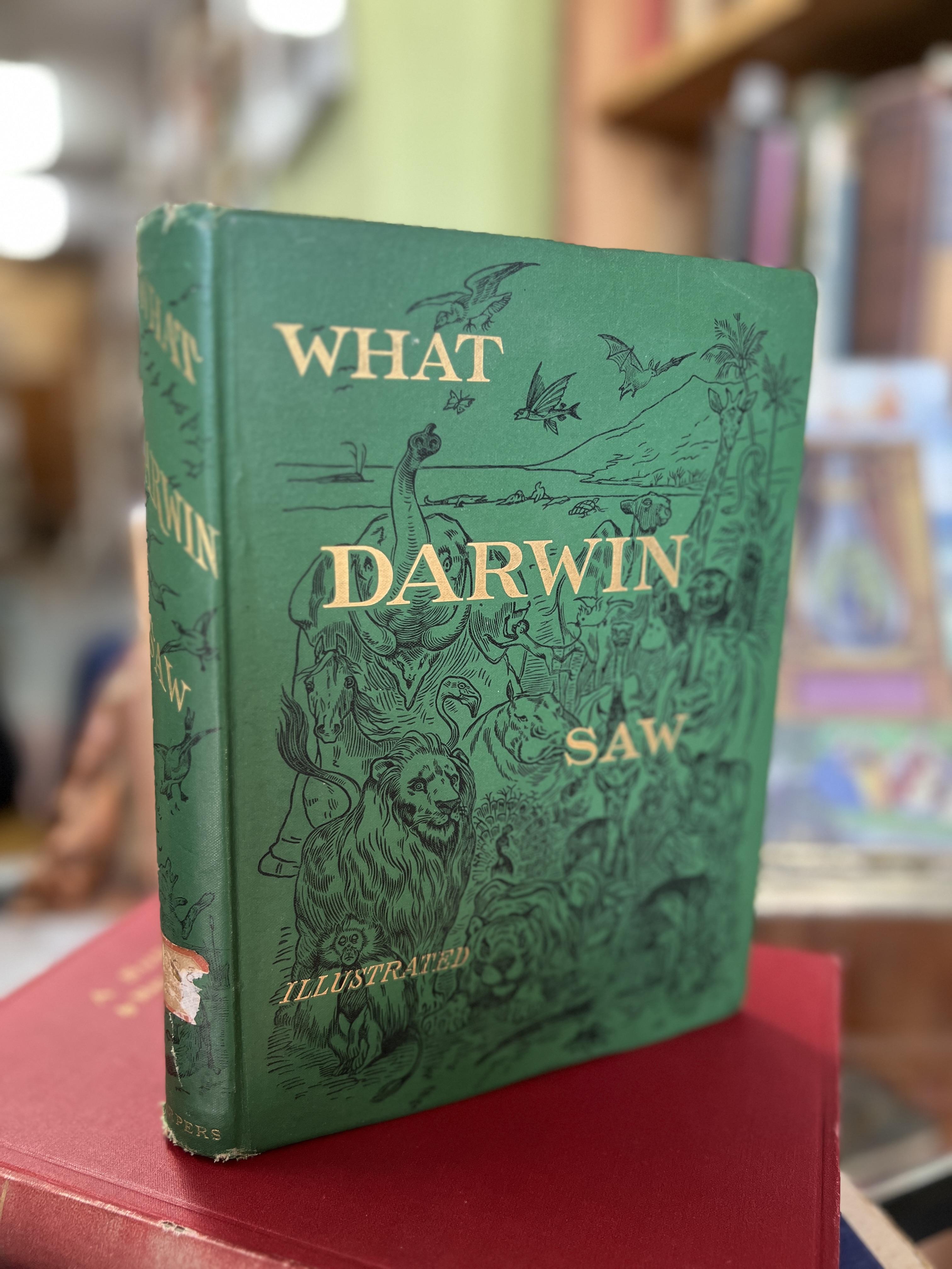 Image for What Darwin Saw